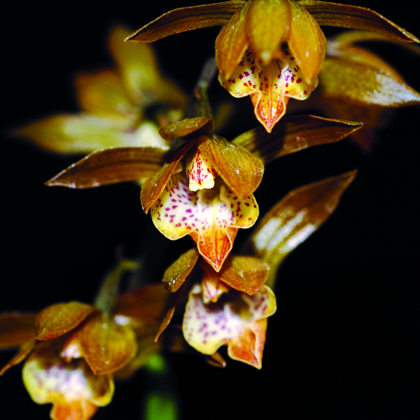 เอื้องดินภู Mischobulbum wrayanum (Hook.f.) Rolfe<br/>ORCHIDACEAE